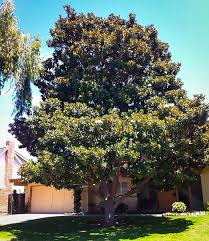Magnolia trees can be evergreen or deciduous. Little Gem Magnolia For Sale The Tree Center