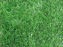 We did not find results for: Mobile Al Lawn Care Selecting Turfgrasses For Home Lawns Xtreme Turf Lawn Care In Baldwin County Al