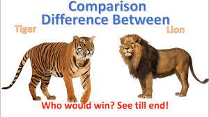 Difference Between Lion And Tiger Tiger Vs Lion Comparison Youtube Lion Tiger Tiger Quotes