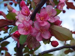 The berries, needles, and stems contain compounds that can make your dog mildly sick with. Flowering Crabapple Trees Knecht S Nurseries Landscaping