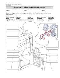 Human Respiratory System Diagram For Kids Respiratory System Noel And Thanks Human Respiratory System Respiratory System Anatomy Respiratory System Activities