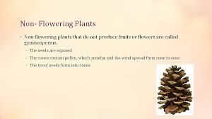 Home » science » plants » classifications of flowering and non flowering plants. More Ways To Group Plants Subtitle Another Way