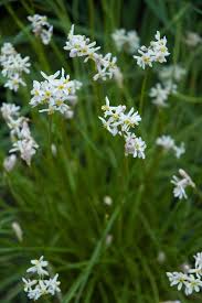 Image result for Tulbaghia acutiloba