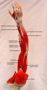 Muscles Anatomy Physiology Medical Anatomy Body Anatomy Human Body Anatomy