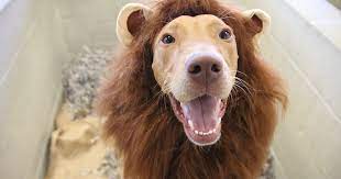 For more info and to rsvp visit their facebook page. Zoopaws Atlanta S Pet Adoption Event Atlanta Humane Society