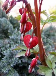 An Old Fashioned Favorite With A Vibrant New Look Valentine Bleeding Heart Displays Clusters Of He Bleeding Heart Shade Loving Perennials Shade Garden Plants