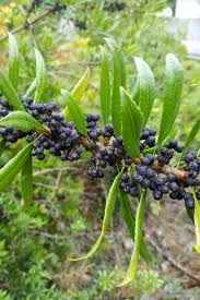Image result for Myrica salicifolia