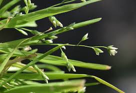 Image result for Poa binata