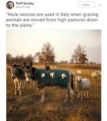 21 Wholesome Memes For A Wonderful Week Cute Animals Animals Beautiful Funny Animals