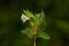 Image result for Asystasia mysorensis