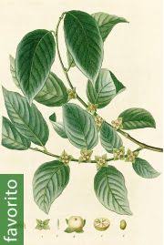 Image result for Diospyros kirkii