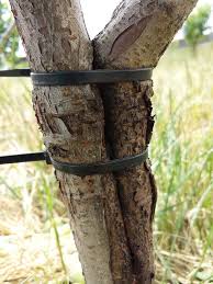 We did not find results for: How To Repair Broken Fruit Trees Grow Great Fruit