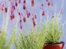 A really spectacular architectural specimen is the climbing aster. Compact Lavenders Sunset Magazine