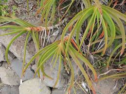 Image result for Aloe arborescens × inyangensis