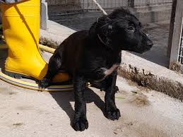 NR 3016 LAIKA SEX F TG M NERO PT BIANCO ETA 04.2024 STER NO - Canile  comprensoriale Arteinsieme