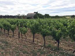 4 Ha En Vignes En Tres Bon Etat Et 1 Ha En Champ Cultivable A 5 Mn Des Plages 1 Batiment A Renover Mais Avec Toit Neuf Isol Bord De Mer Immobilier Irrigation