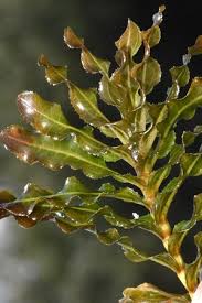 Image result for Potamogeton crispus