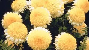 What Is The Difference Between A Mum A Chrysanthemum Mum Seeds Potted Mums Mums Flowers