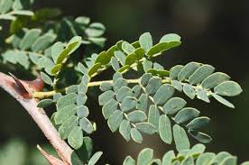 Image result for Acacia welwitschii