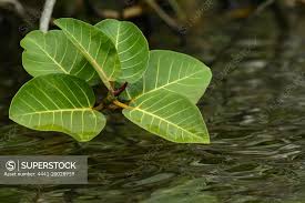 Image result for Ficus trichopoda