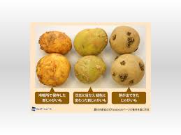 じゃがいも 緑 っ ぽい