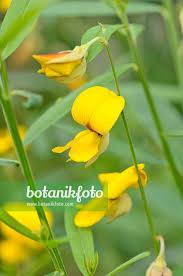 Image result for Crotalaria juncea