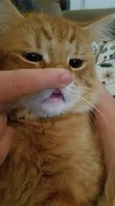 memes gatinhos gatos estranhos gatinho fofinho gatinhos fofos