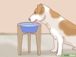 Yam p s, shelton g d. 3 Ways To Care For A Dog With Megaesophagus Wikihow Pet