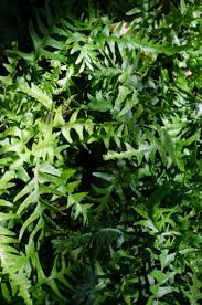 Image result for Asplenium