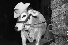 A hat with a wide, curving…. A Cow Wearing A Cowboy Hat La Puerta