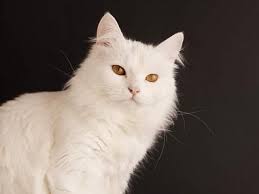  Kucing Anggora Si Cantik Keturunan Turki Kucing Anak Kucing Gambar