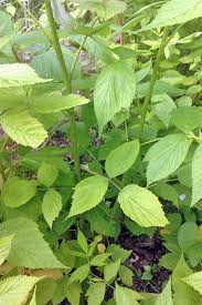 Since raspberries grow only foliage the first season (year) and flowers and fruit the next (second year), removing dead canes can make it easier to obtain a maximum yield and berry size. How To Grow Your Own Raspberries Gardener S Path