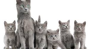 Nebelung Kedisi Bakimi Ve Ozellikleri