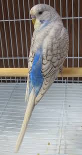Pin On Budgies