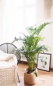 5 Pflegeleichte Zimmerpflanzen Fur Euer Zuhause Pflegeleichte Zimmerpflanzen Wohnzimmer Pflanzen Zimmerpflanzen