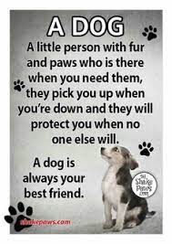 Maybe you would like to learn more about one of these? 380 Rat Terrier Dogs Ideas In 2021 Rat Terrier Dogs Rat Terriers Dogs