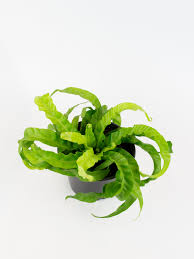 Image result for Asplenium christii