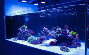 Beli produk aquarium air laut berkualitas dengan harga murah dari berbagai pelapak di indonesia. Jual Aquarium Air Laut