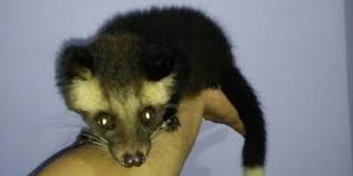 Musang biul lebih cerdas dibandingkan jenis musang yang lain. Gambar Musang Rase Jinak