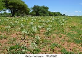 Image result for Philyrophyllum schinzii