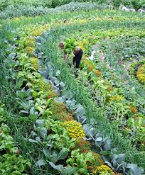 Most Beautiful Garden I Ve Ever Seen Content In A Cottage Permaculture Gardening Vegetable Garden Design Plants