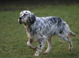 Black And White English Setter Puppies For Sale Setter Anglais English Setter Dogs English Setter Puppies English Setter