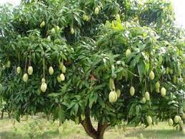 The mango tree is considered indigenous to southern asia, especially myanmar and eastern india, and numerous cultivars have been developed. Trothic Gardens Grafted Fruit Plant Kerala S Dwarf Rare Kossery Mango Plant 1 Plant Seed Price In India Buy Trothic Gardens Grafted Fruit Plant Kerala S Dwarf Rare Kossery Mango
