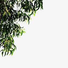 Transparent Leaf Corner For The Frame Frame Corner Summer Png Transparent Clipart Image And Psd File For Free Download