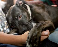 Would you get a black panther? Billings Parolee His Pit Bull Featured On Animal Planet Crime Courts Billingsgazette Com