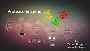 Pdf | protease plays an important role in the management of defense mechanism of living organisms. Protease Enzyme By Maly Mohamed