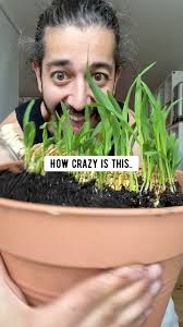 How to Grow Corn 🌽 creative explained