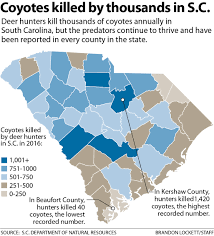 Coyotes Flourish In South Carolina As Some Neighborhoods