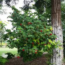 Image result for Abutilon grantii