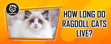 How Long Do Ragdoll Cats Live Detailed Answer